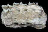 Oreodont Jaw Section With Teeth - South Dakota #81951-2